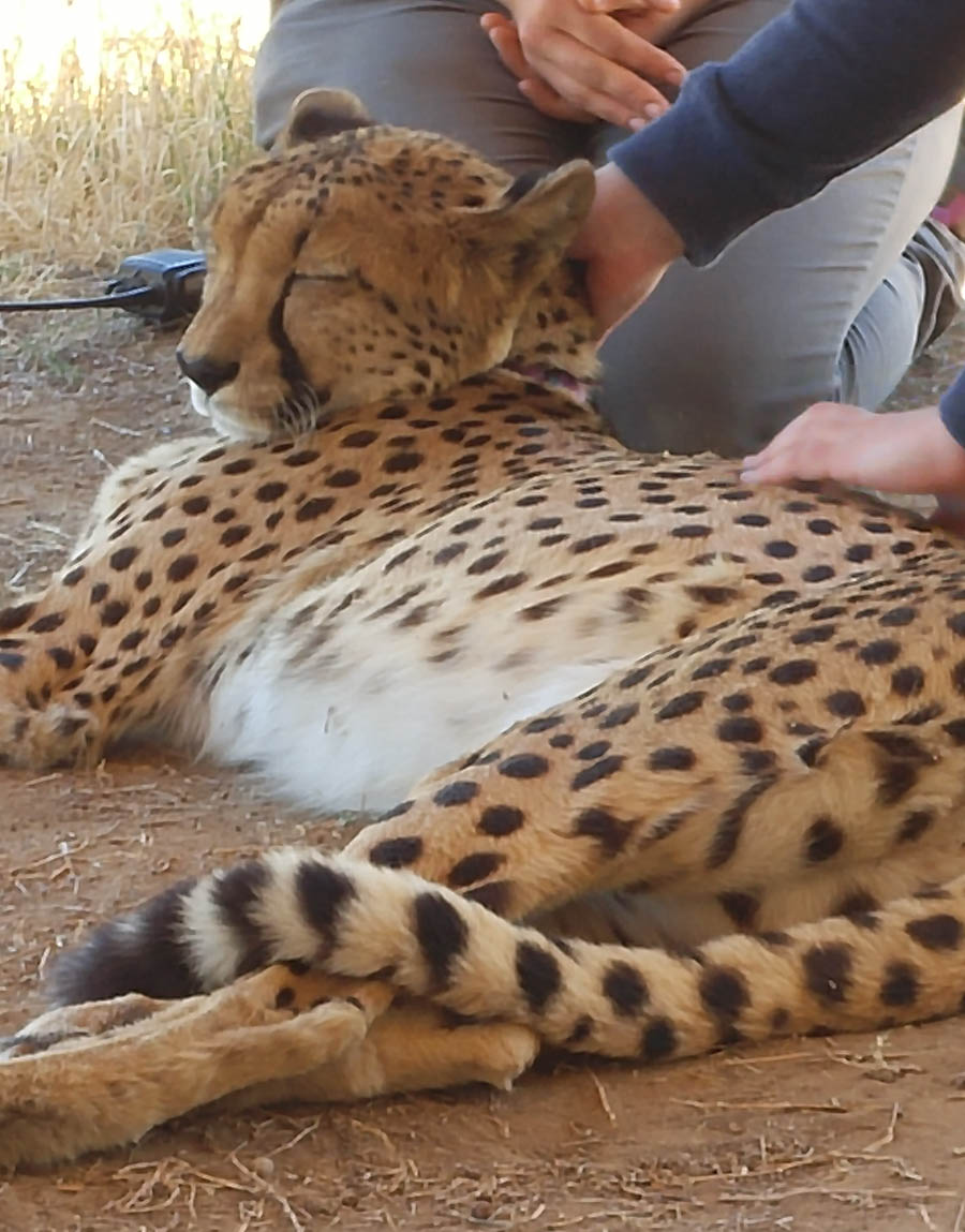 Day two at Inverdoorn Game Reserve South Africa