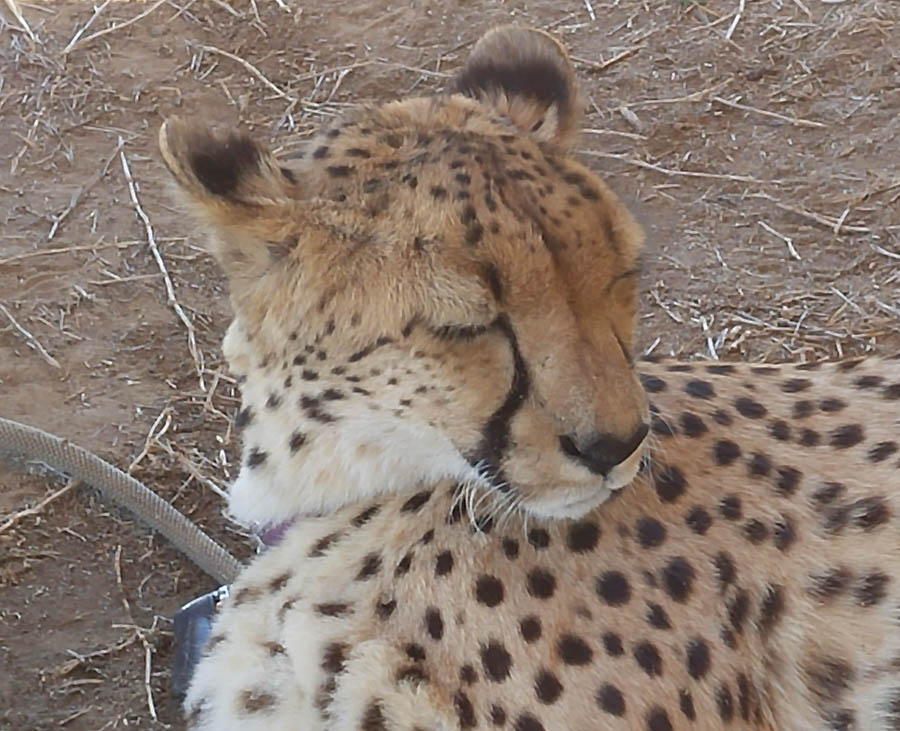 Day two at Inverdoorn Game Reserve South Africa