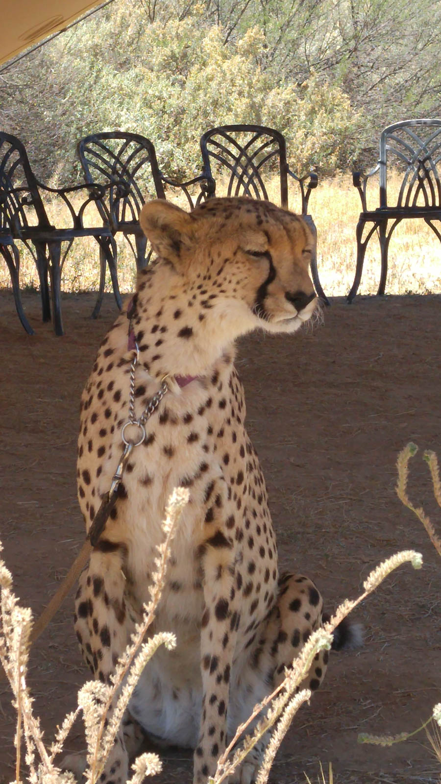 Day two at Inverdoorn Game Reserve South Africa