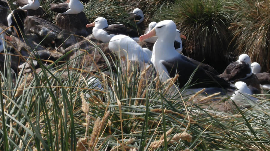 Visiting the Falkland Islands November 2016
