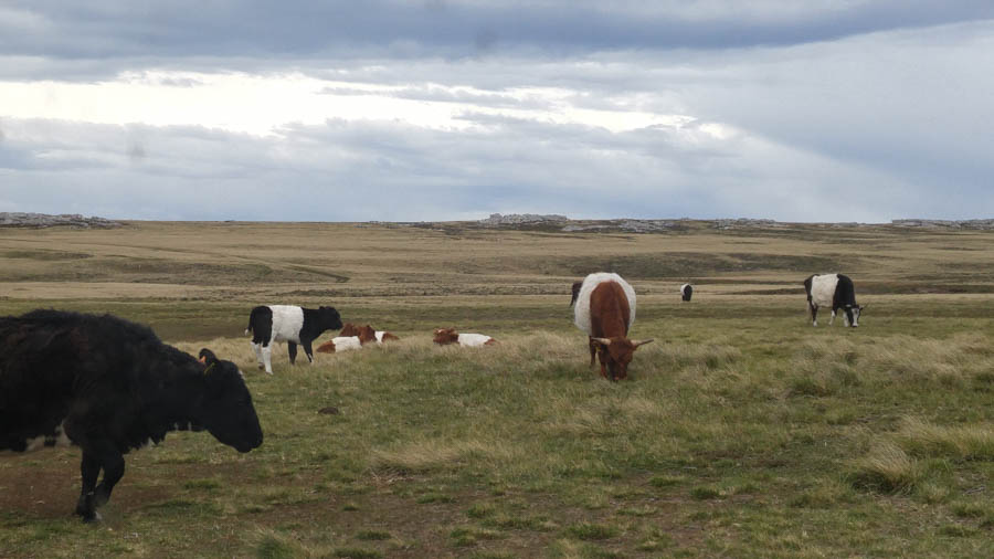 Visiting the Falkland Islands 12/1/2016