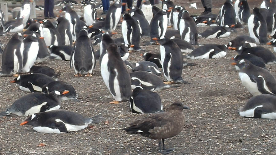 Visiting the Falkland Islands 12/1/2016