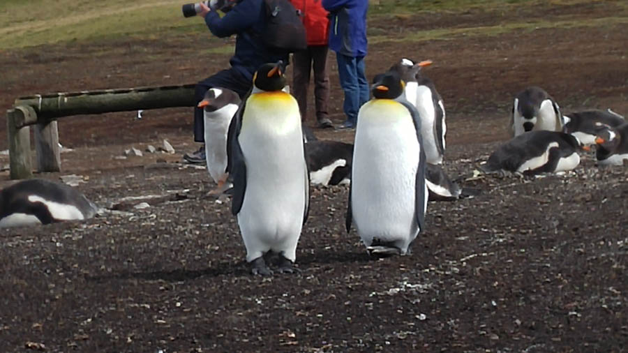 Visiting the Falkland Islands 12/1/2016