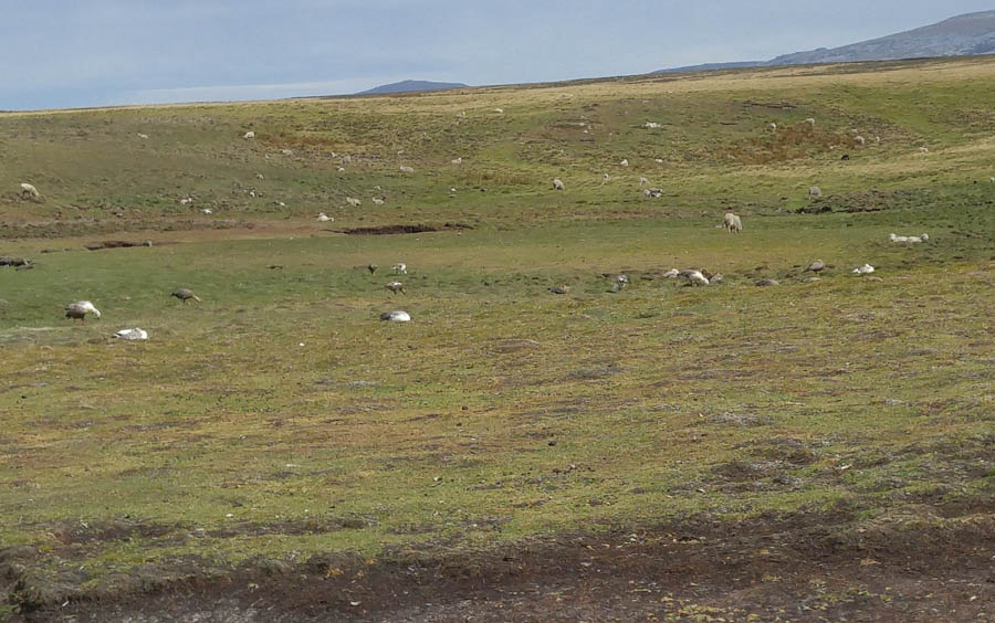 Visiting the Falkland Islands 12/1/2016