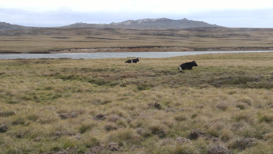 Visiting the Falkland Islands 12/1/2016