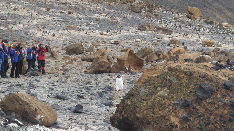 Brown Bluff Antarctica 12/10/2016