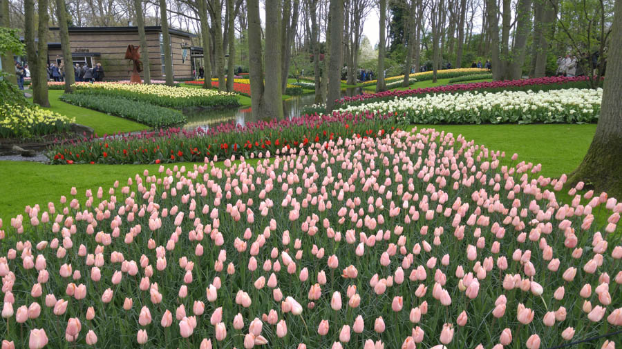 Visiting the tulips