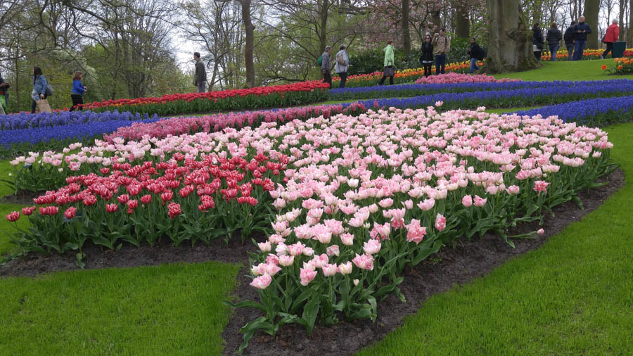 Visiting the tulips