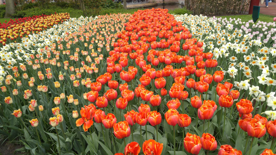 Visiting the tulips