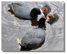 Coot chicks