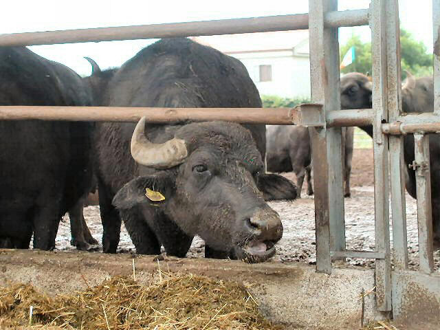 cute water buffalo