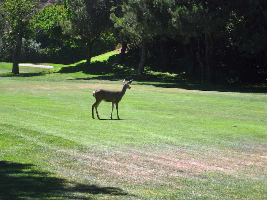 Time for golf with the Hencke's