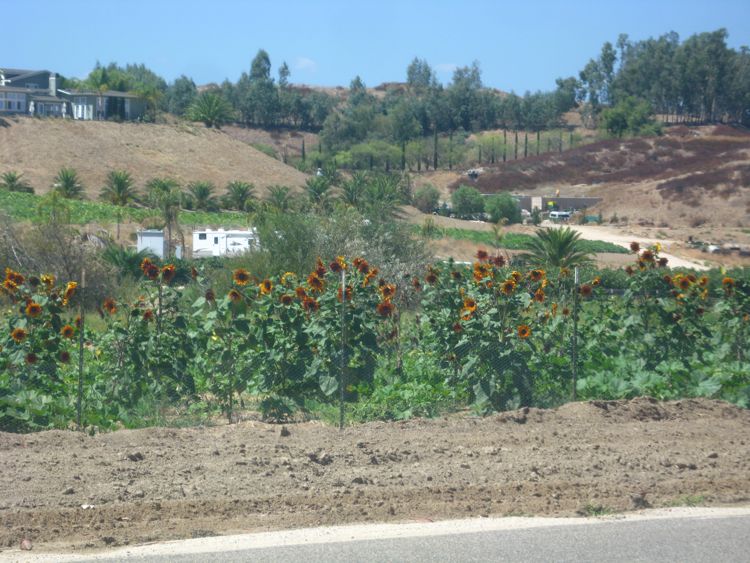 Wilson Creek at Temecula August 2010