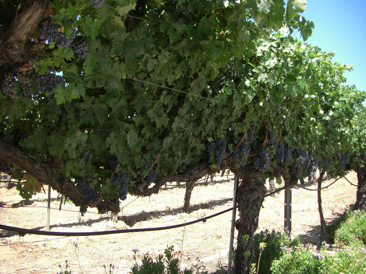 Wilson Creek at Temecula August 2010