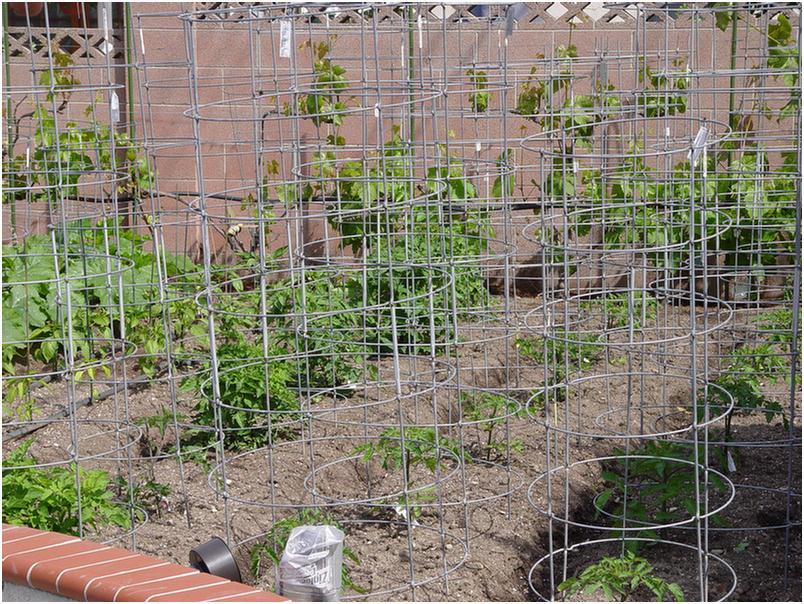 Forest of tomato supports