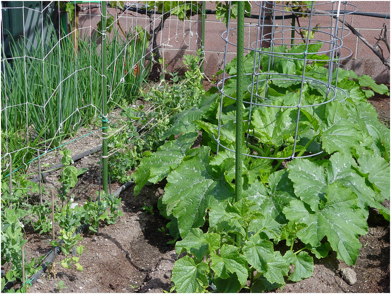 Squash on its way