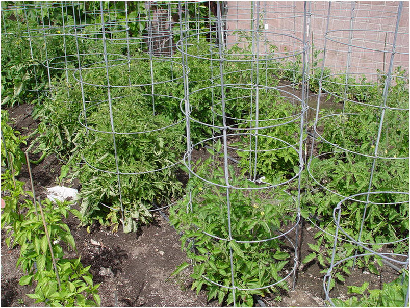 Tomato cages ready to receive