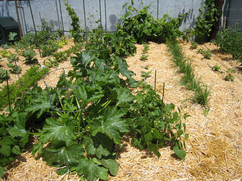 Bush beans and zucchini