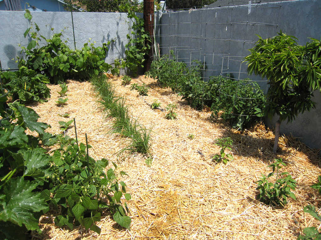 Onions, peppers, and tomatoes