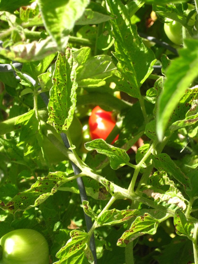 Garden June 1st 2010