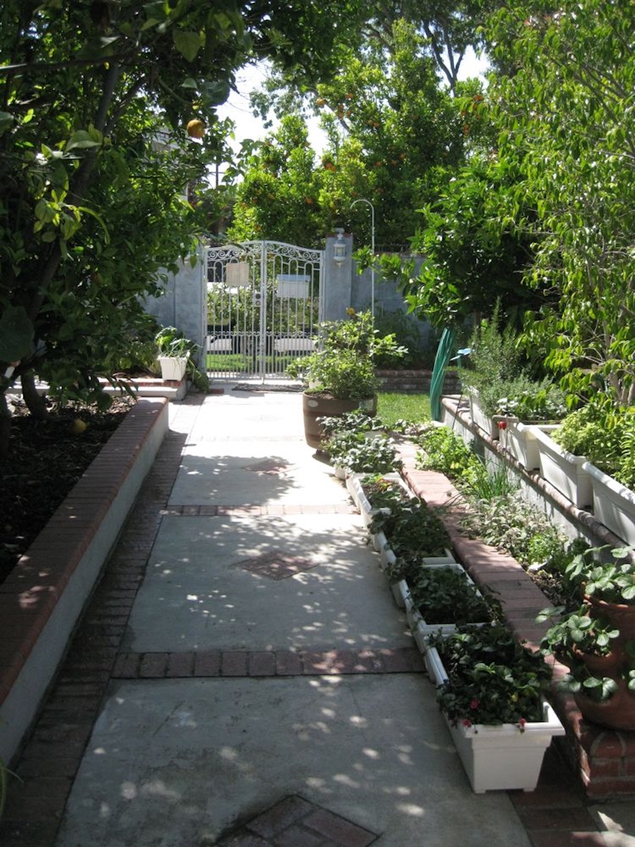 Walkway to the front door lined with fruid trees and herbs