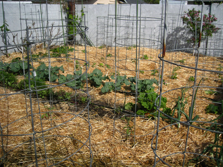 Backyard garden