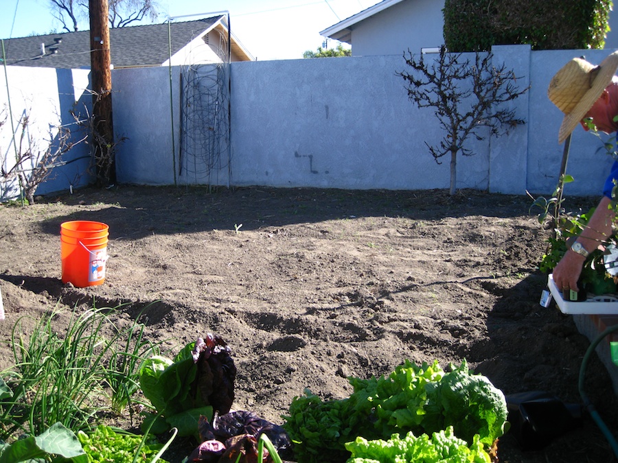 Mid-March 2013 planting