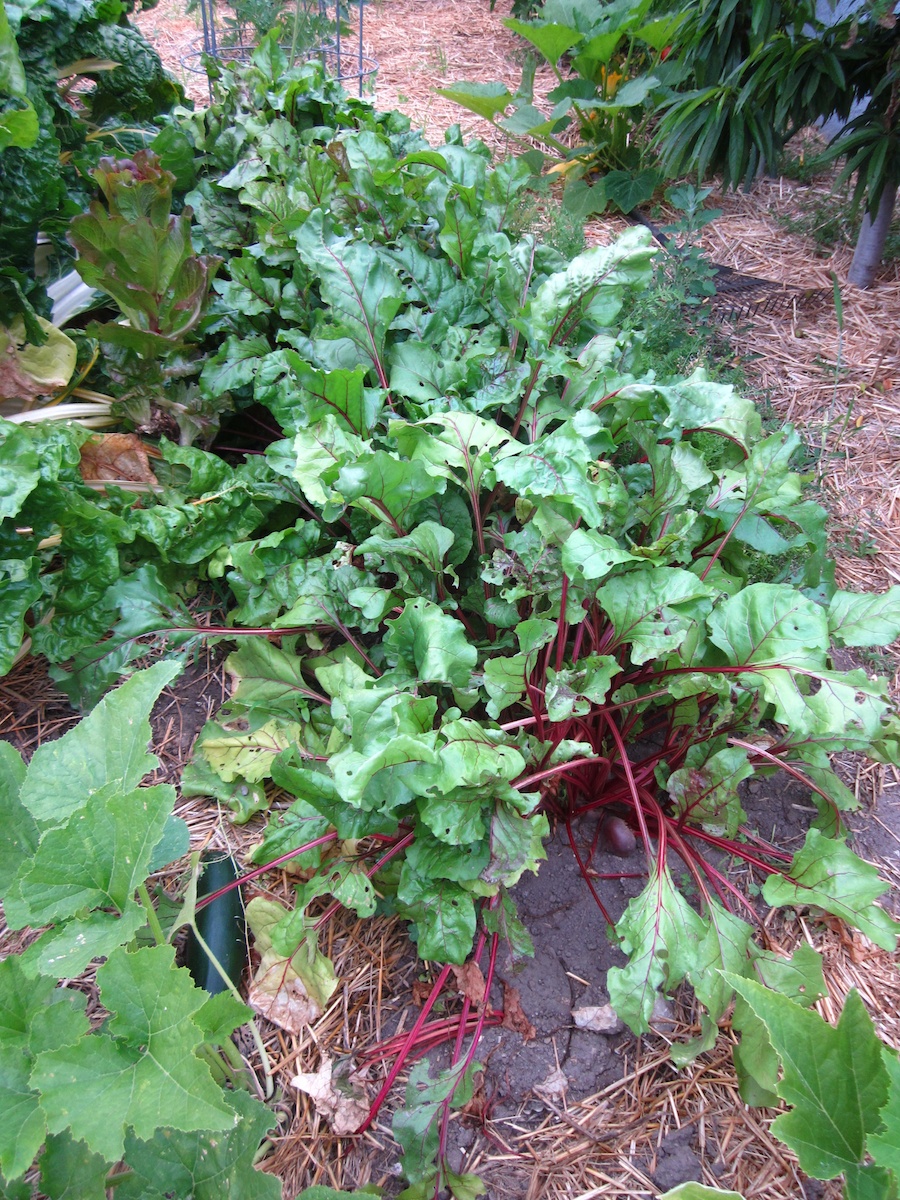 How the garden grows May 25, 2013