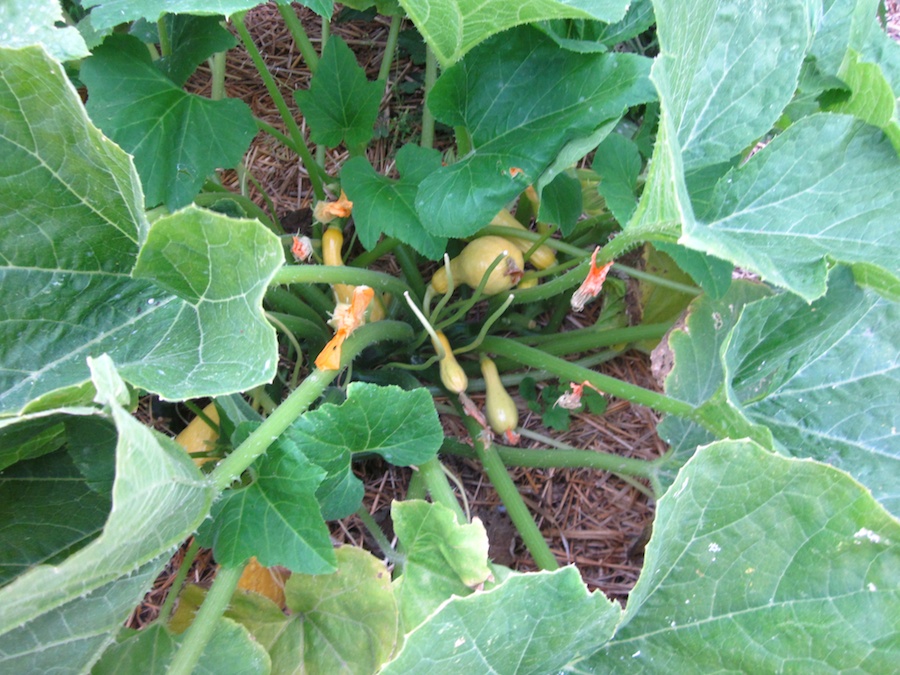 How the garden grows May 25, 2013