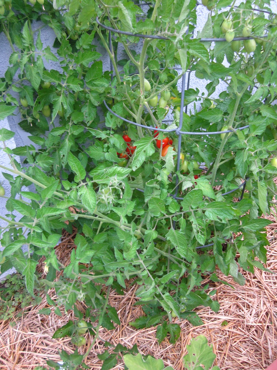 How the garden grows May 25, 2013