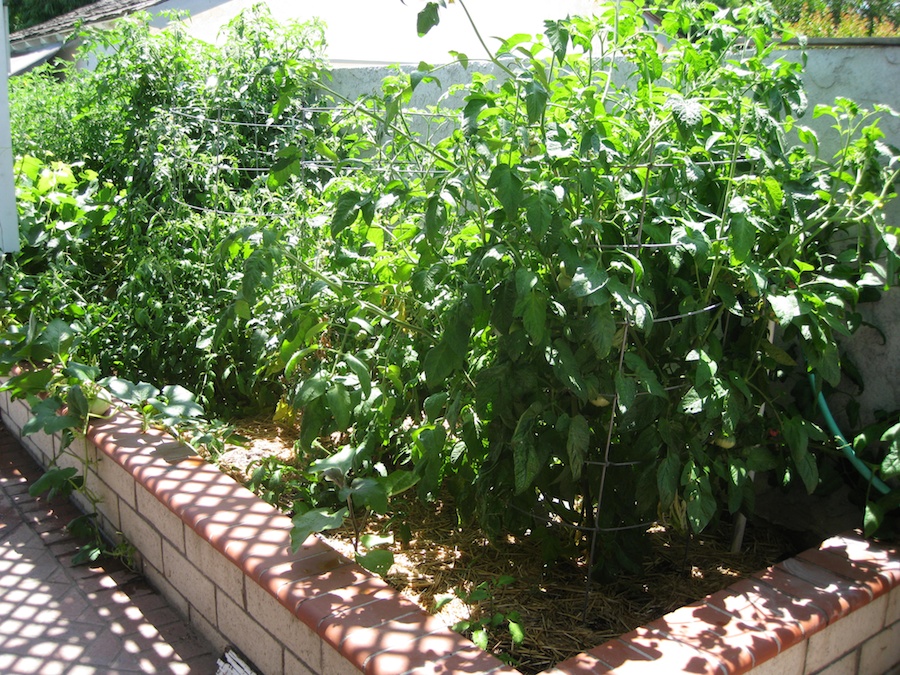 Our vegetable garden on Memorial Day 2014