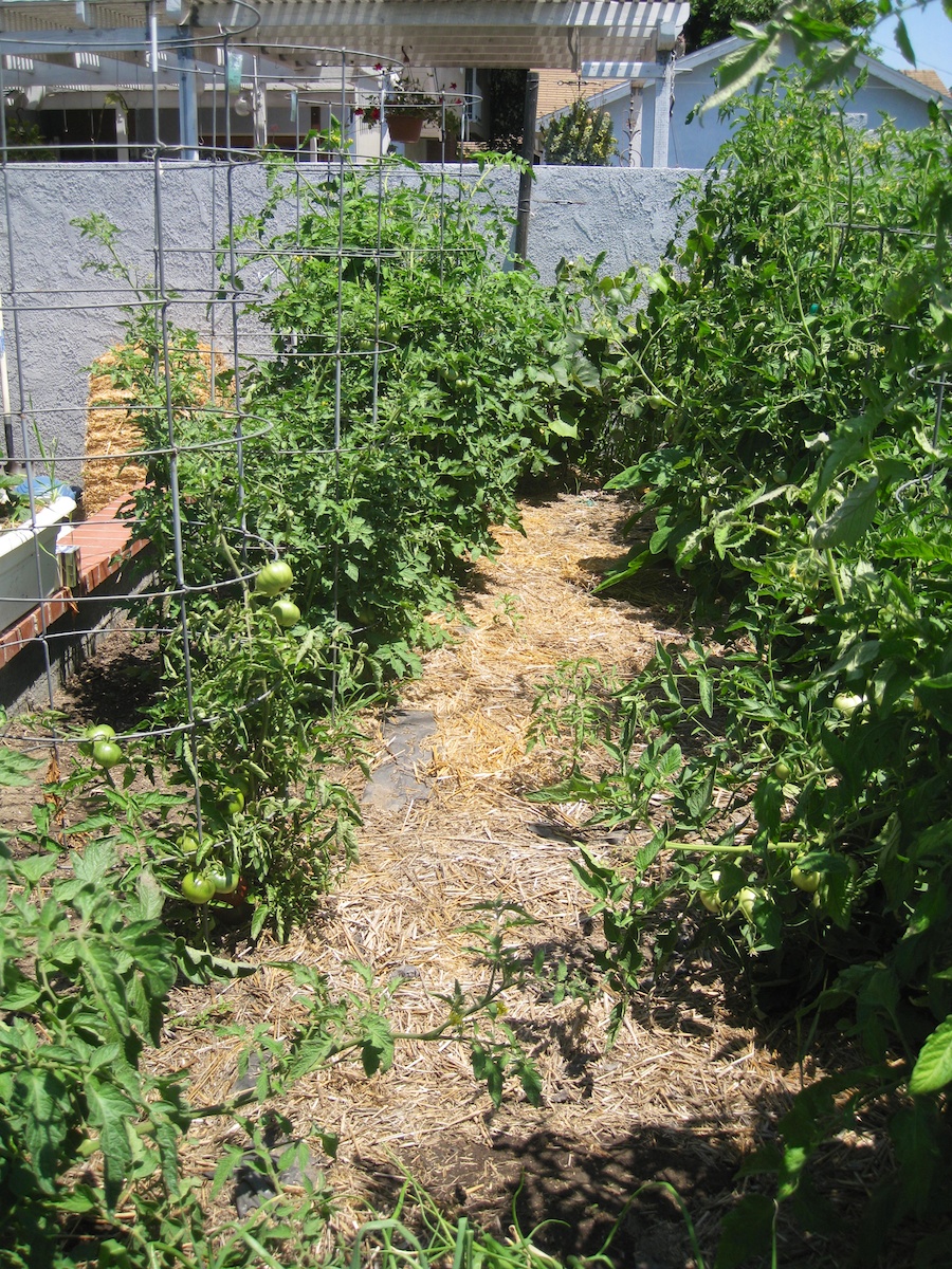 Our vegetable garden on Memorial Day 2014