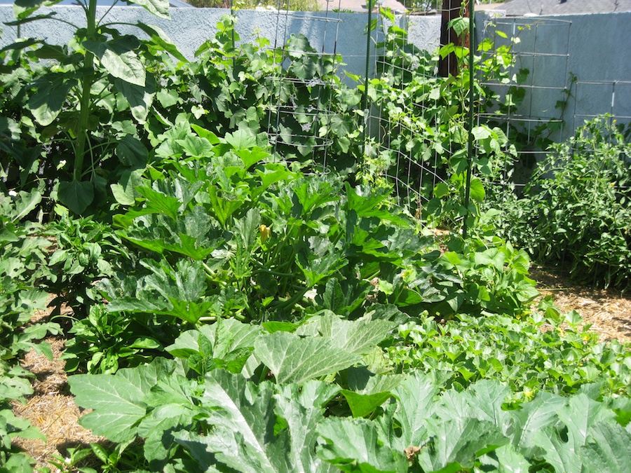 Our vegetable garden on Memorial Day 2014