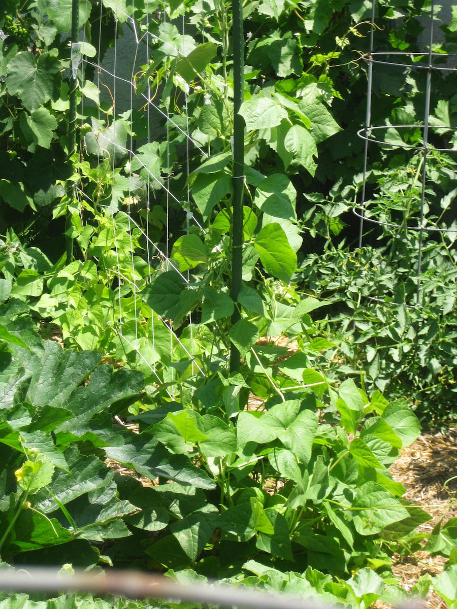 Our vegetable garden on Memorial Day 2014