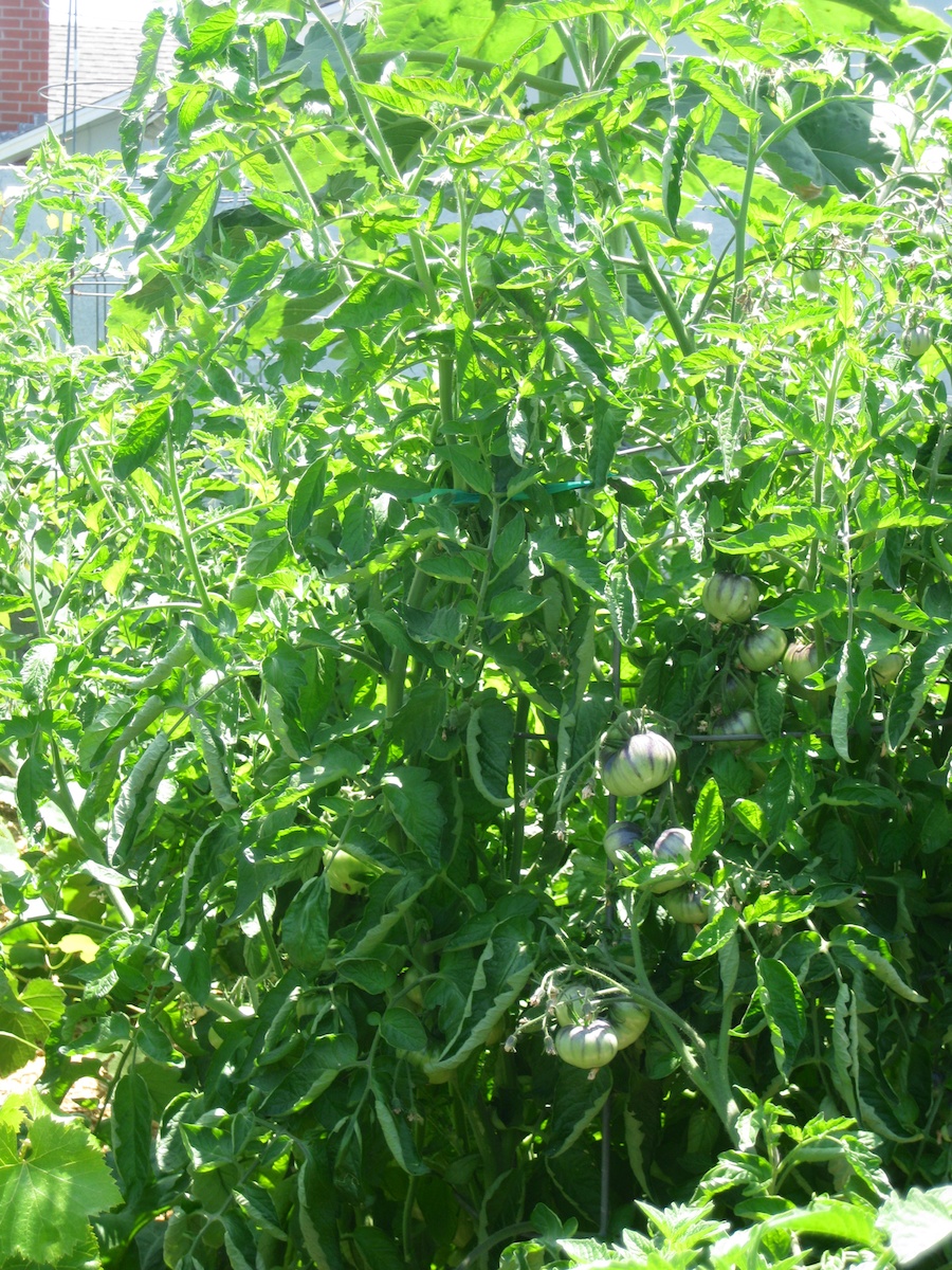 Our vegetable garden on Memorial Day 2014