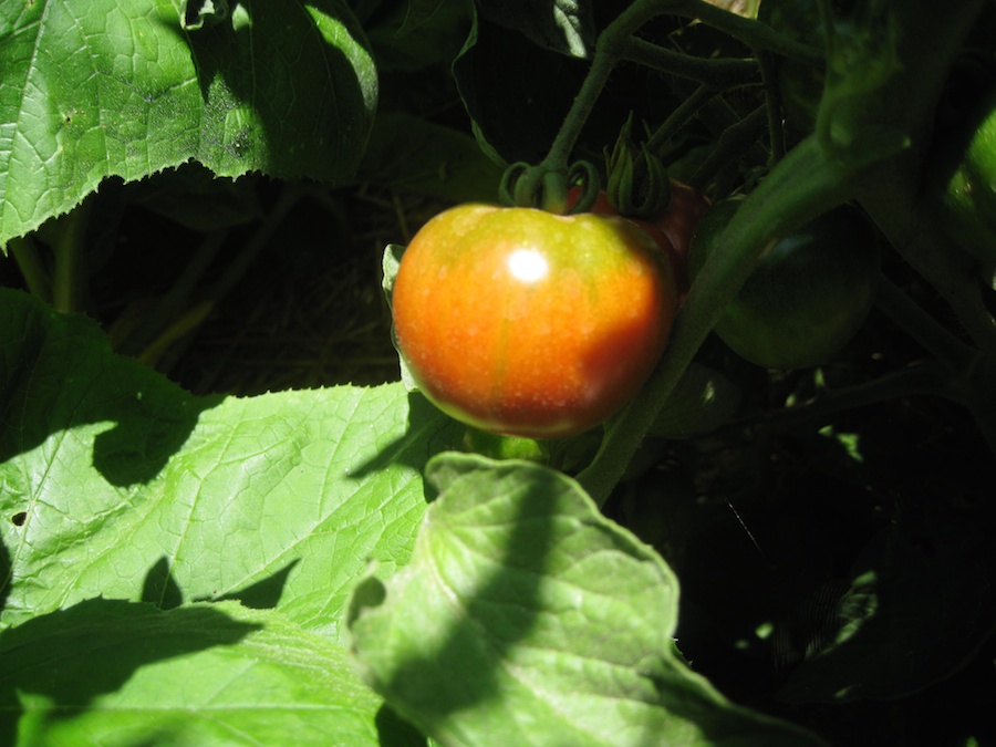 Our vegetable garden on Memorial Day 2014