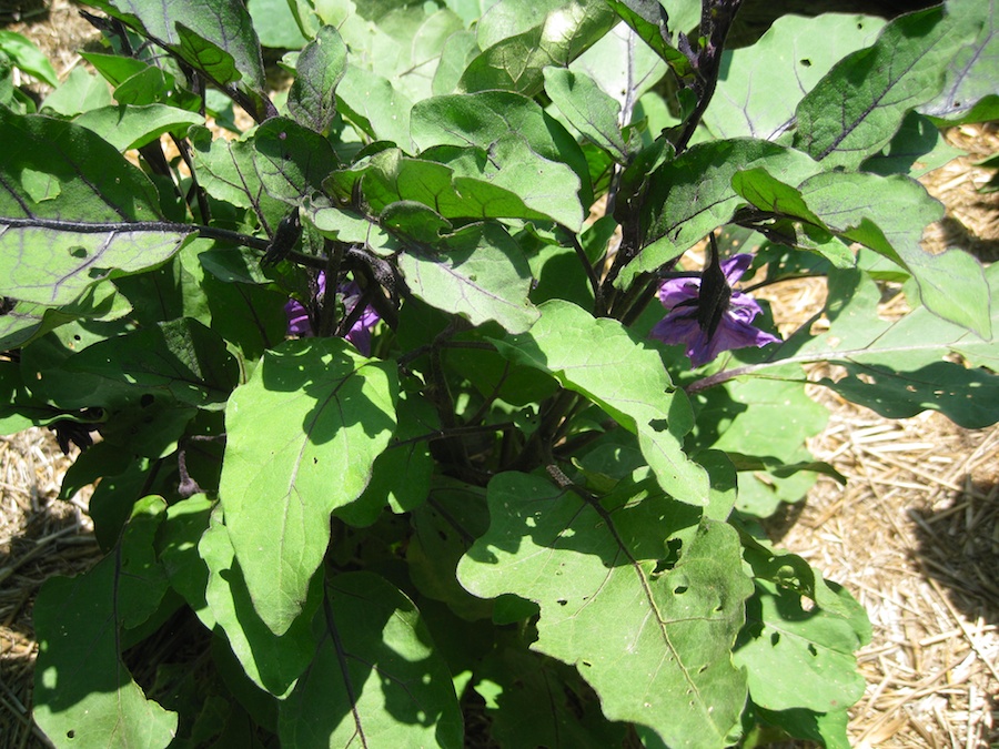 Our vegetable garden on Memorial Day 2014