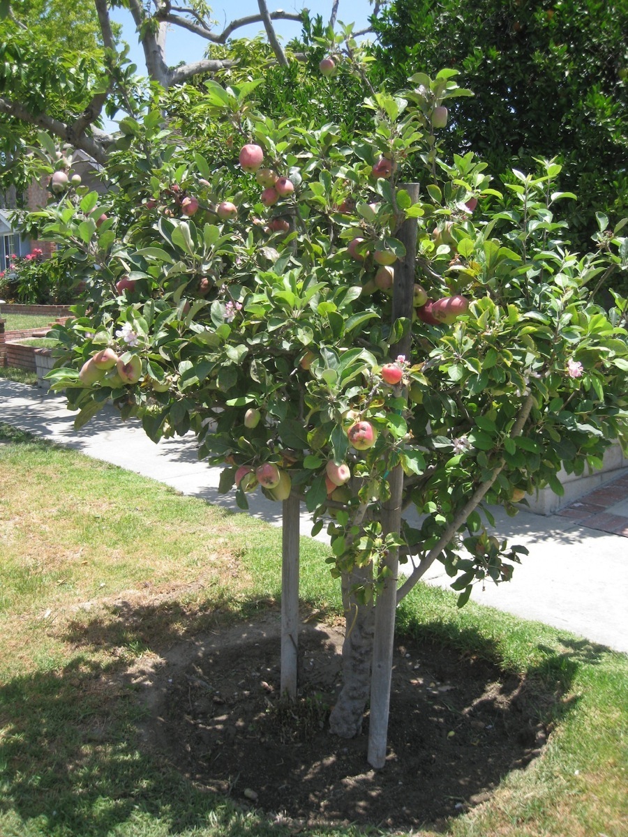 Garden June 2014