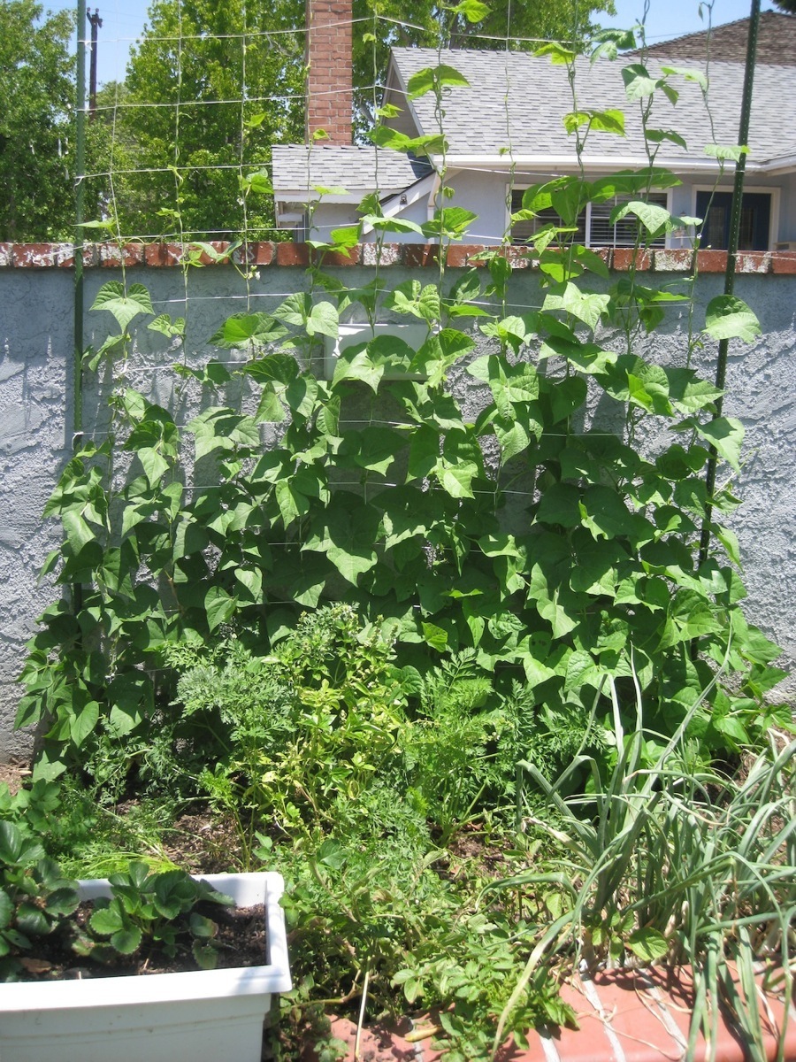 Garden June 2014