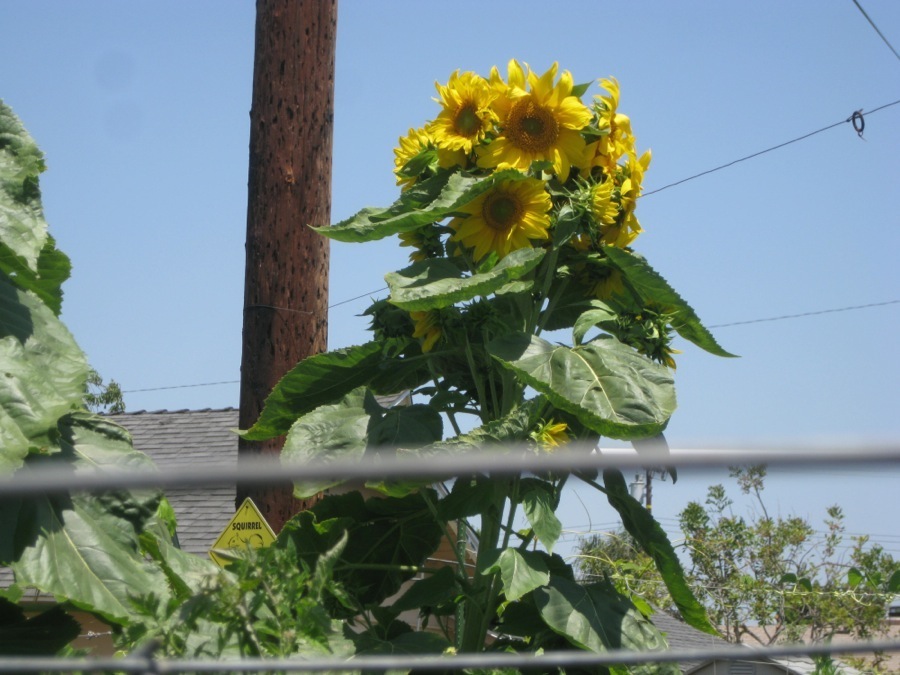 Garden June 2014