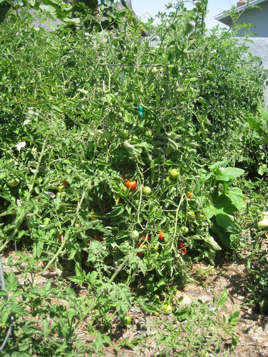 Garden June 2014