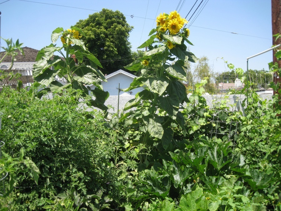 Garden June 2014