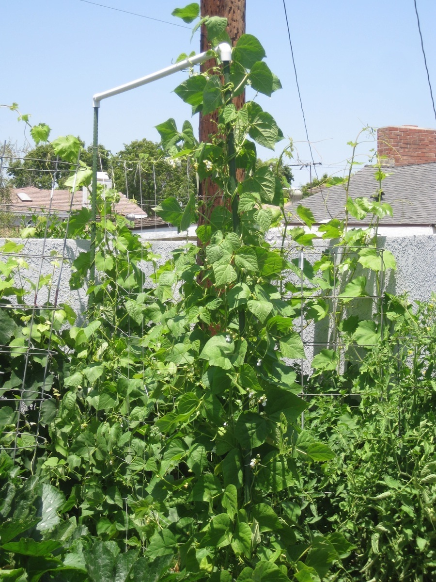 Garden June 2014