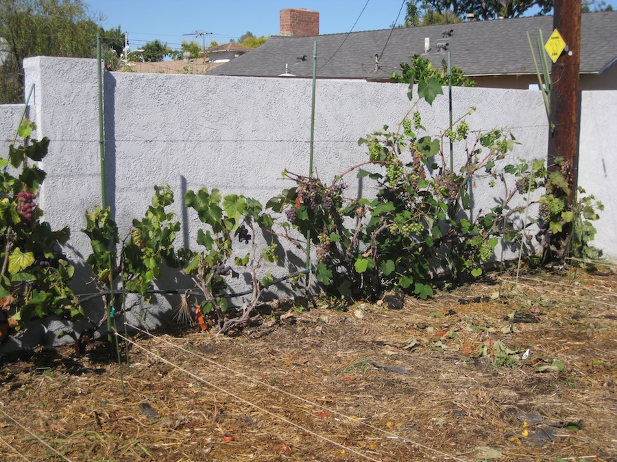 The garden goes away for the summer 2014