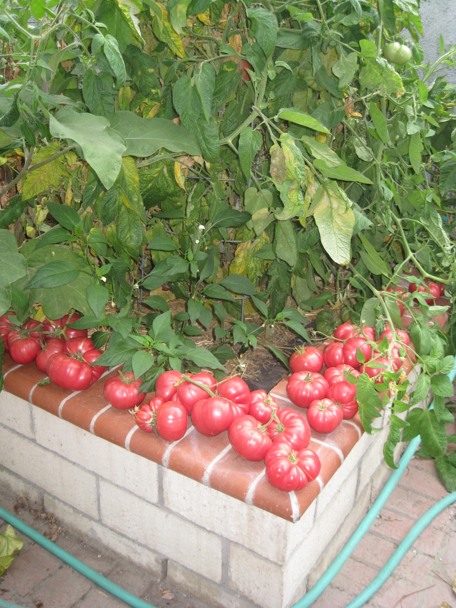 Making tomato sauce July 2014