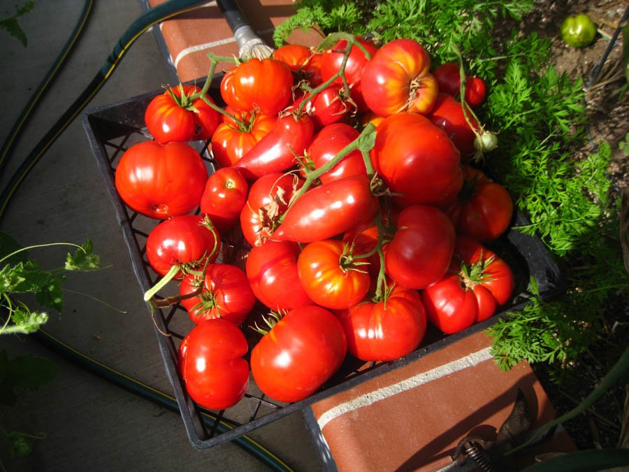 Making tomato sauce June 25th 2015