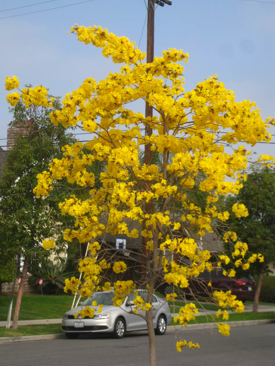 March 2016 in the Liles' front yard