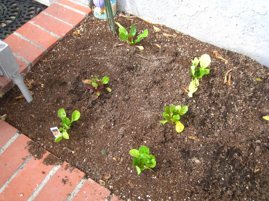 March 2016 in the Liles' front yard