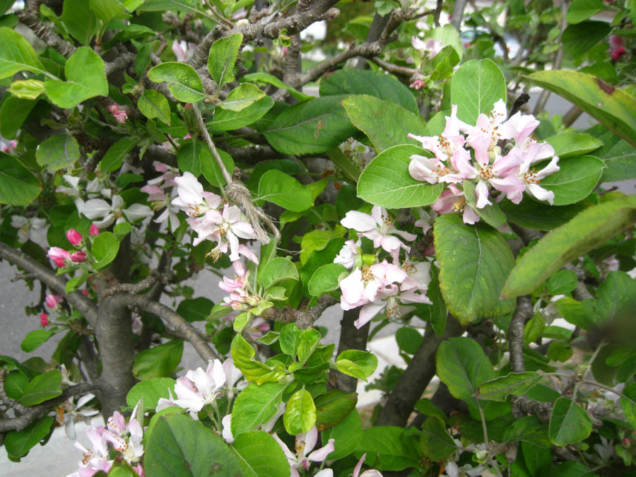 March 2016 in the Liles' front yard