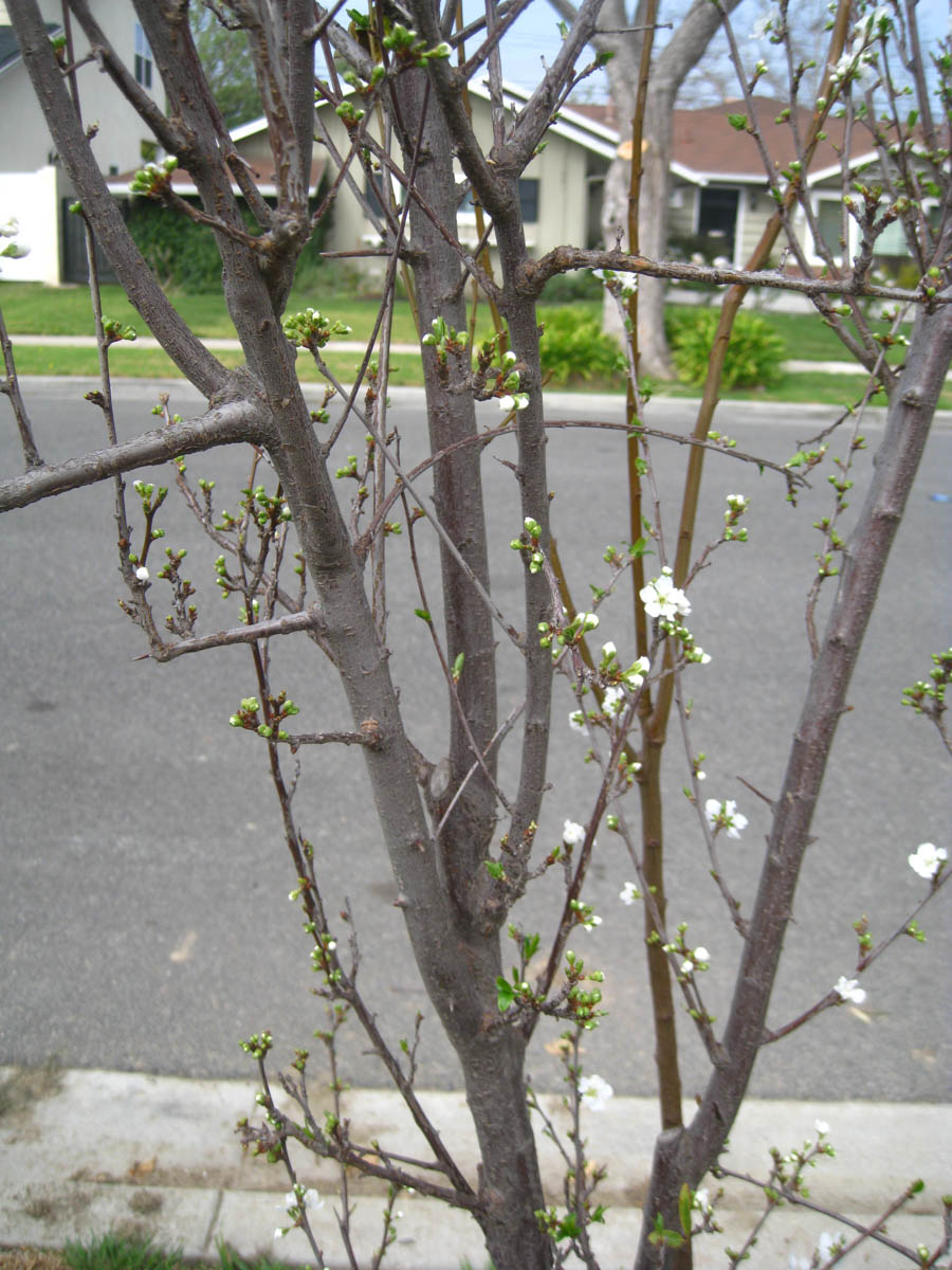 March 2016 in the Liles' front yard